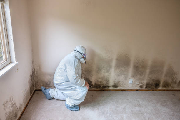 Best Post-Flood Mold Remediation in Panama City, FL